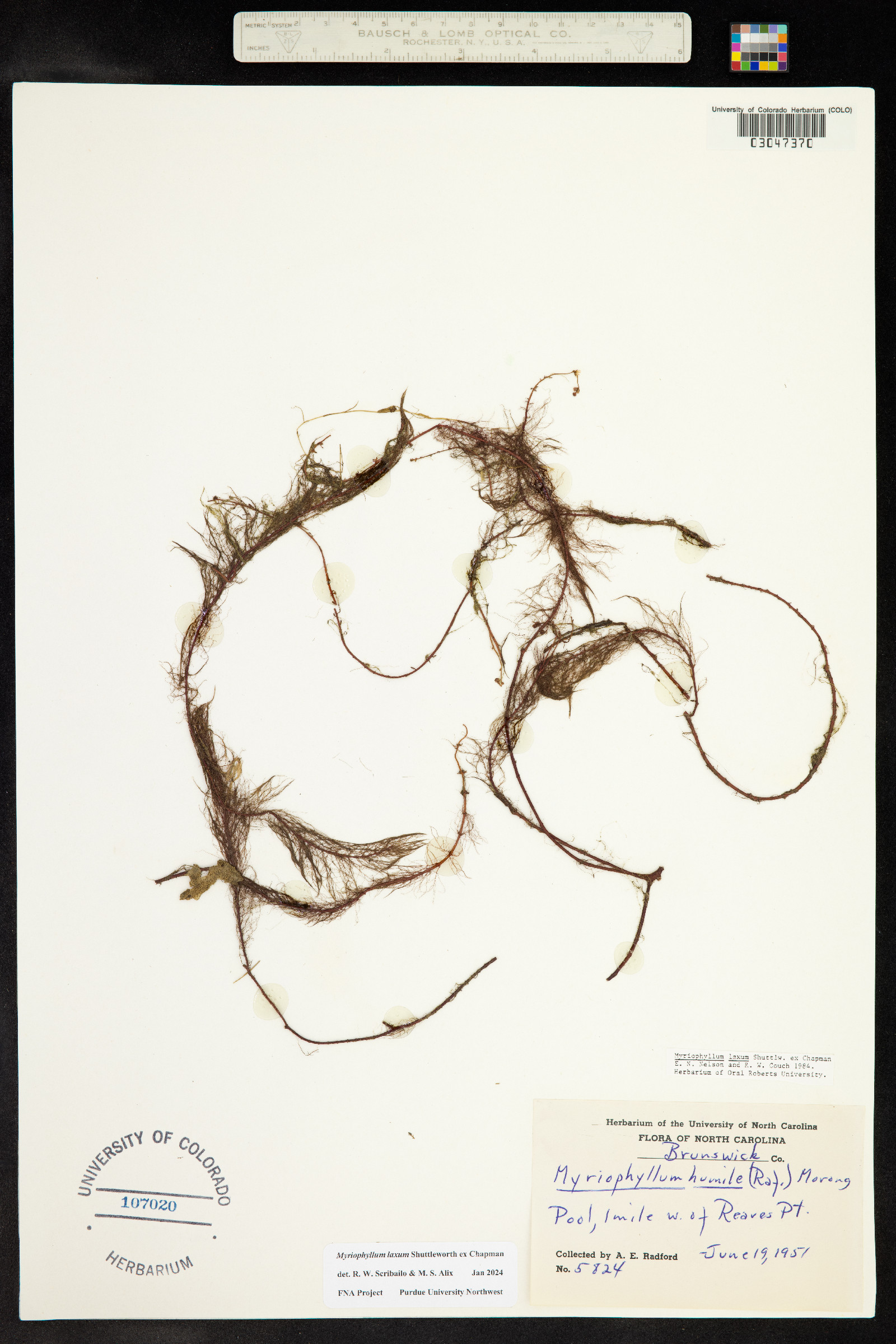 Myriophyllum laxum image