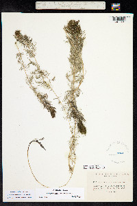 Myriophyllum sibiricum image