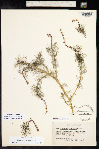 Myriophyllum sibiricum image