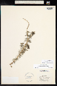 Myriophyllum sibiricum image