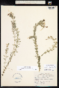 Myriophyllum sibiricum image