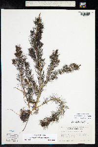 Myriophyllum sibiricum image