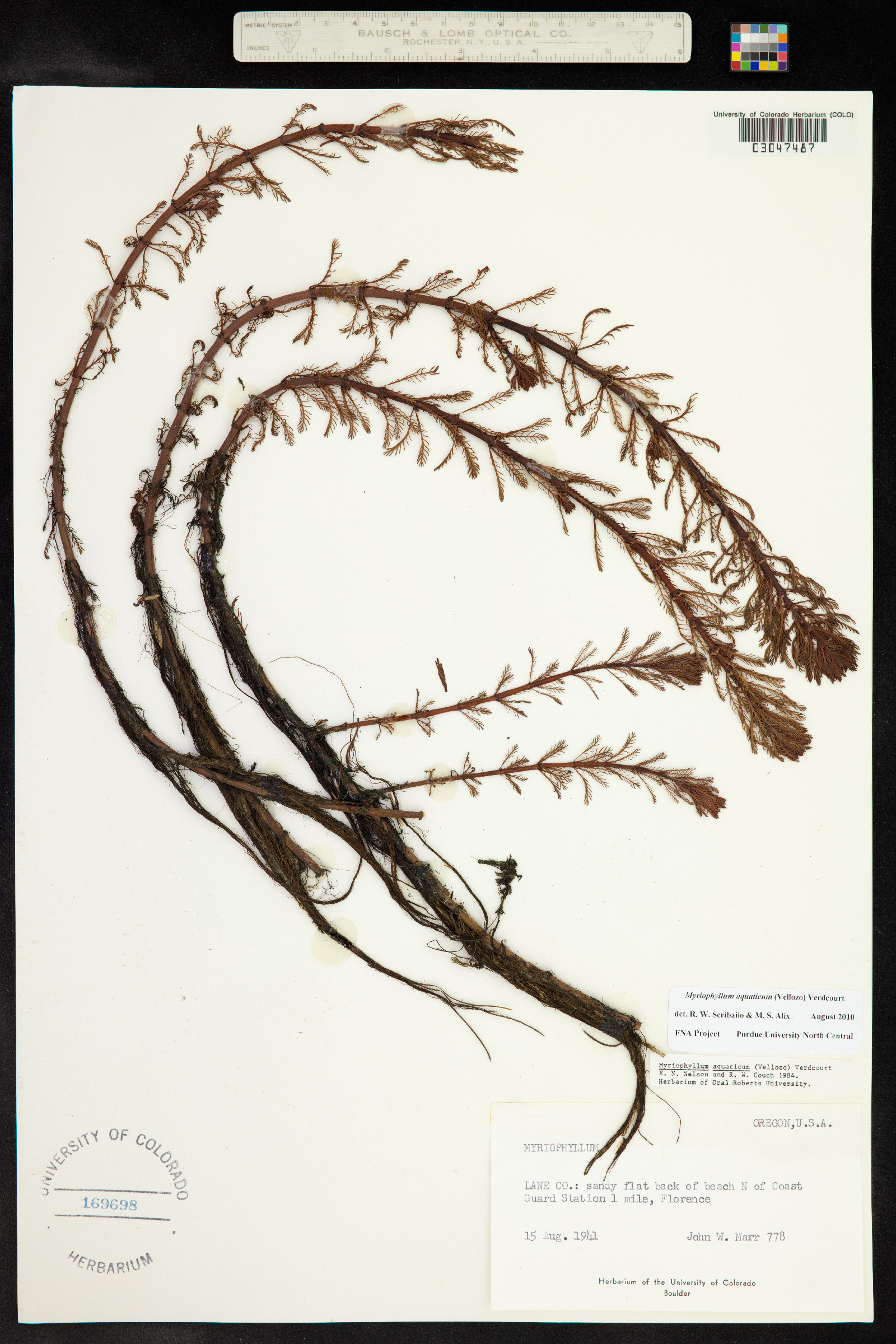 Myriophyllum aquaticum image
