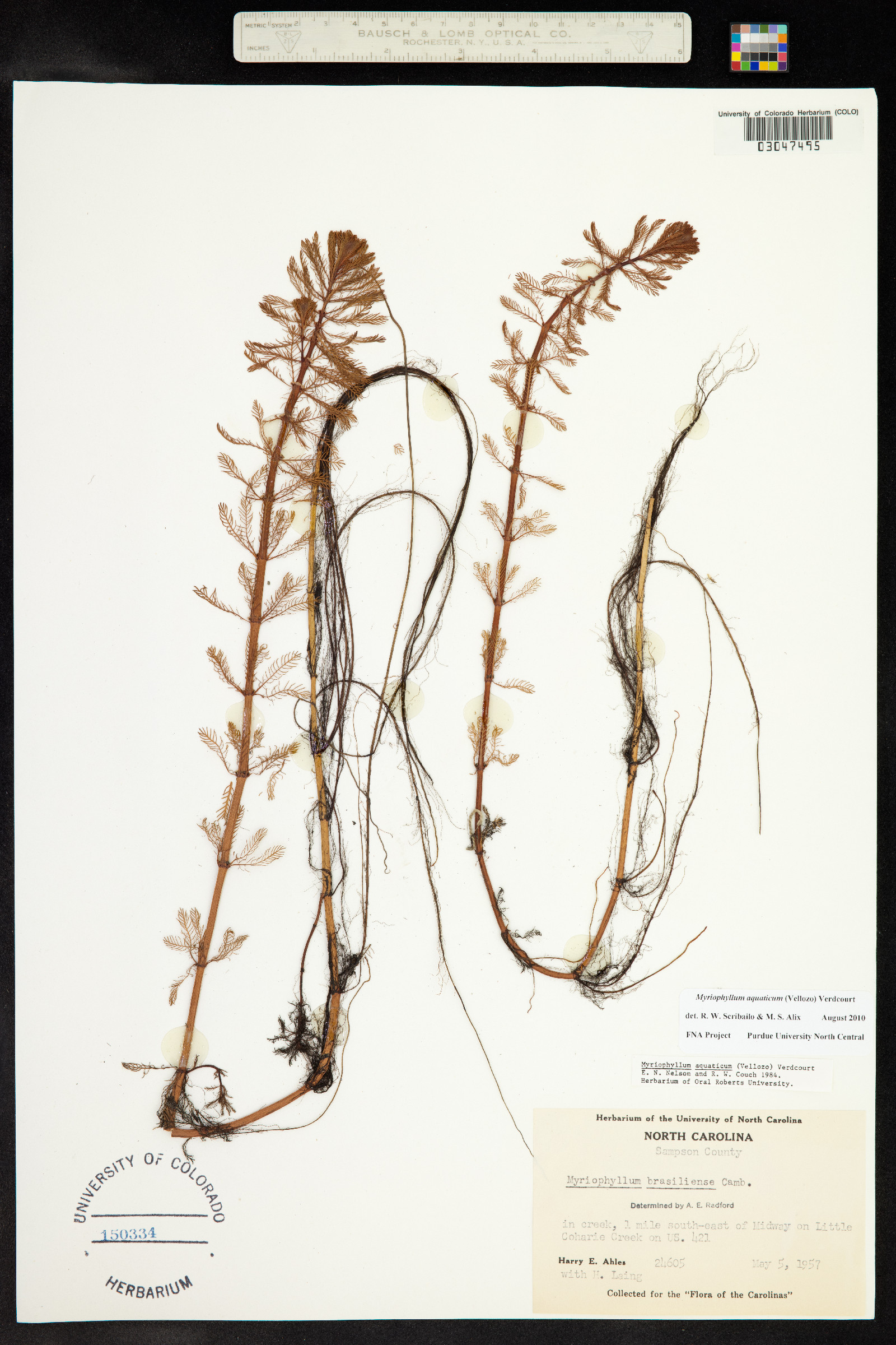 Myriophyllum aquaticum image