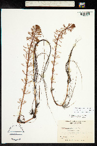 Myriophyllum aquaticum image
