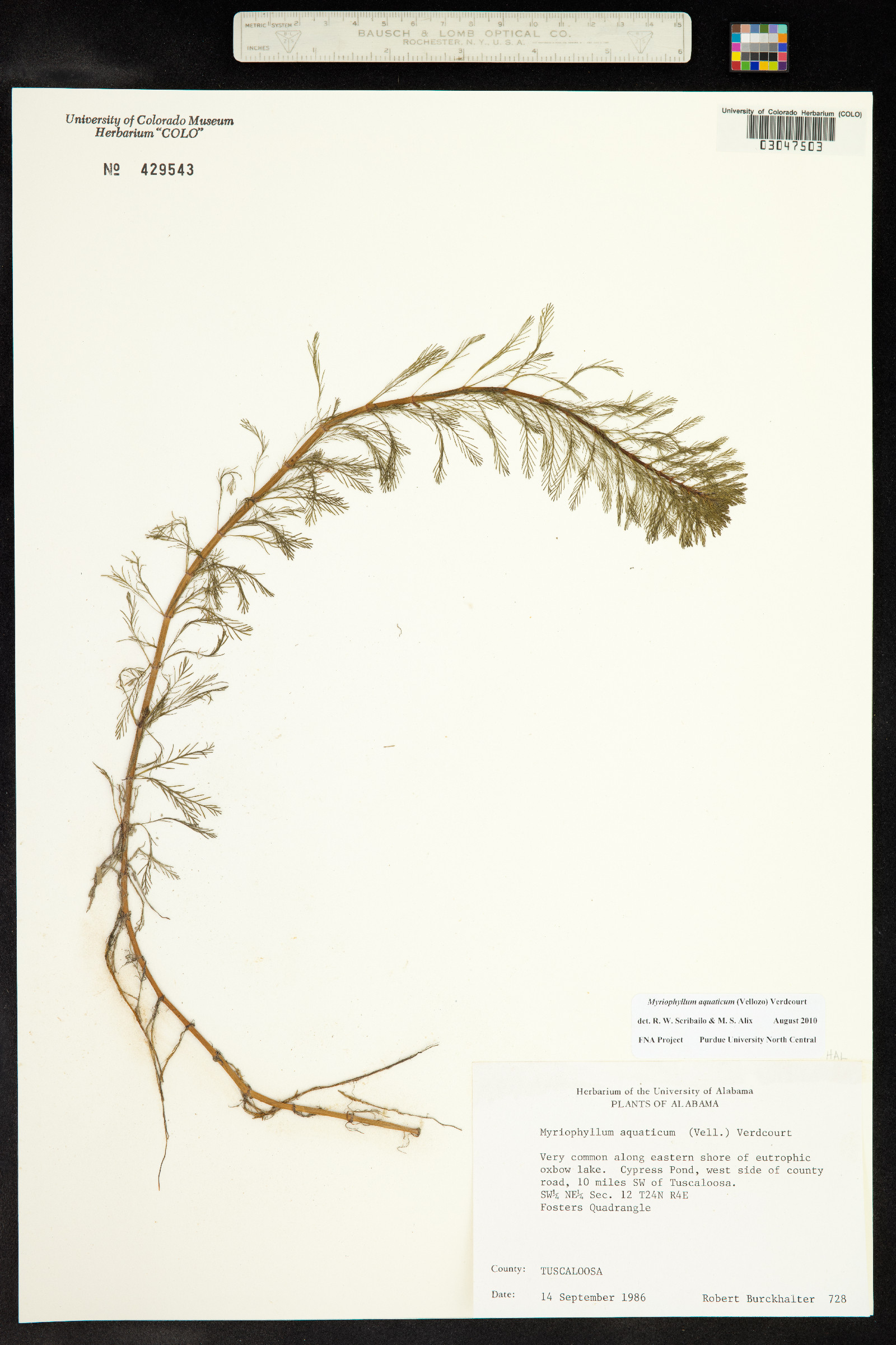Myriophyllum aquaticum image