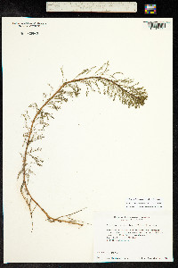 Myriophyllum aquaticum image