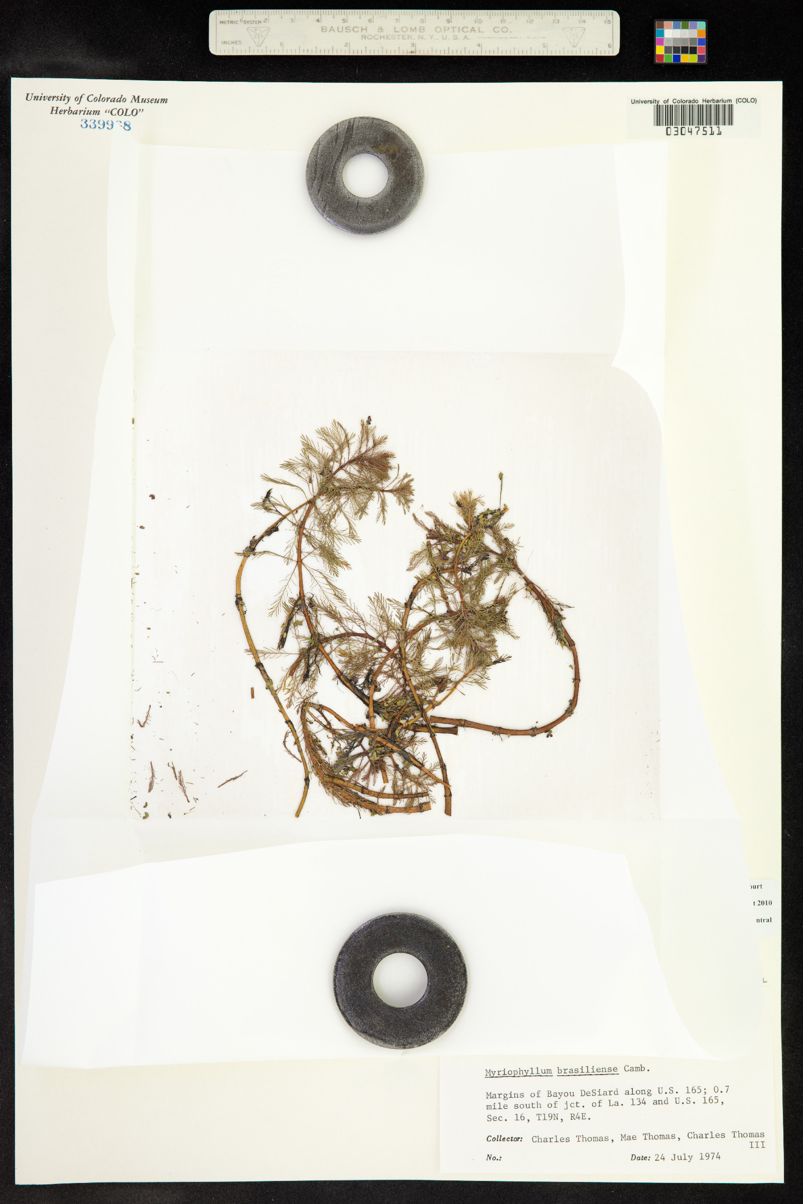 Myriophyllum aquaticum image