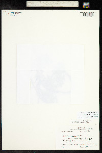 Myriophyllum aquaticum image