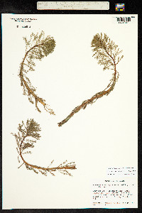 Myriophyllum aquaticum image