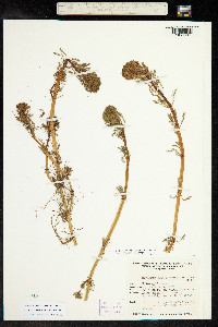 Myriophyllum aquaticum image