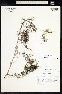 Myriophyllum sibiricum image