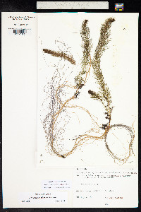 Myriophyllum sibiricum image