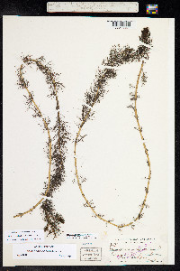 Myriophyllum sibiricum image