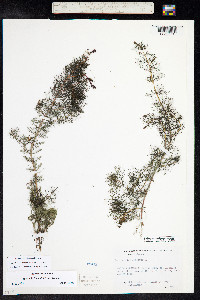 Myriophyllum sibiricum image