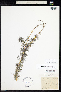 Myriophyllum sibiricum image