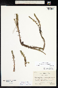 Myriophyllum sibiricum image