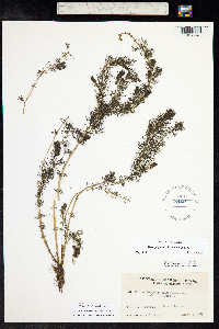 Myriophyllum sibiricum image