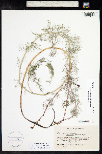 Myriophyllum sibiricum image