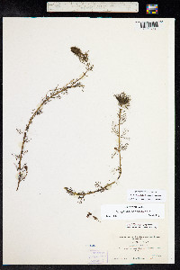 Myriophyllum sibiricum image