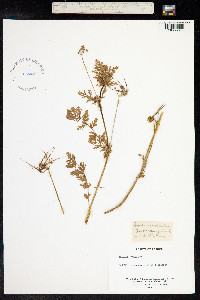 Erodium moschatum image