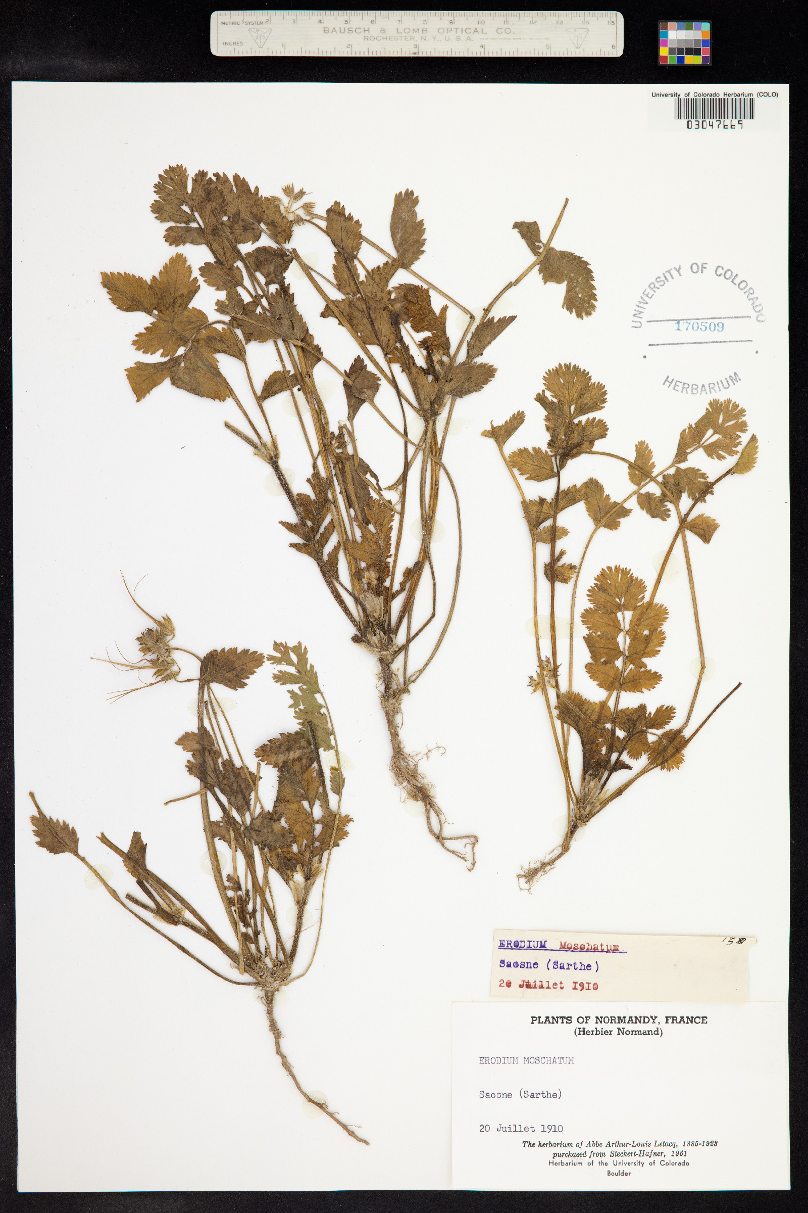 Erodium moschatum image