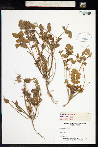 Erodium moschatum image