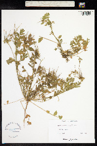 Erodium moschatum image