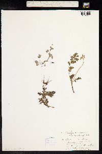 Erodium moschatum image