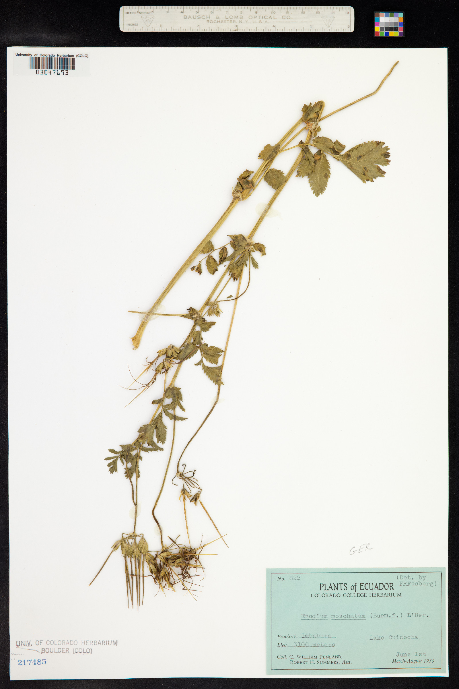 Erodium moschatum image