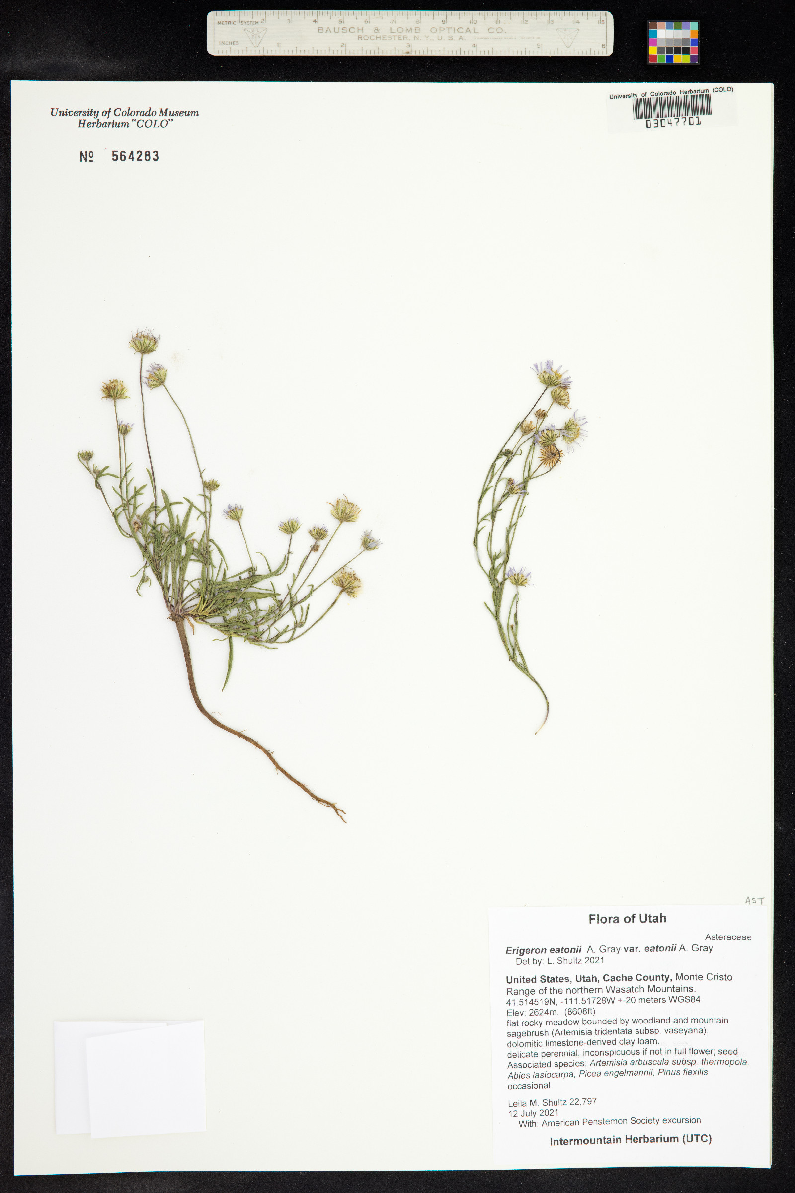 Erigeron eatonii var. eatonii image