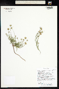 Erigeron eatonii image