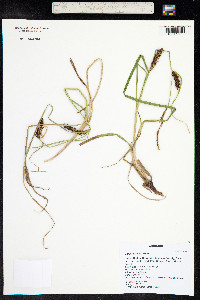 Carex utriculata image