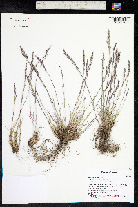 Poa secunda image