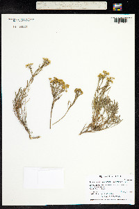 Sphaeromeria diversifolia image