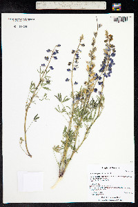 Lupinus sparsiflorus image