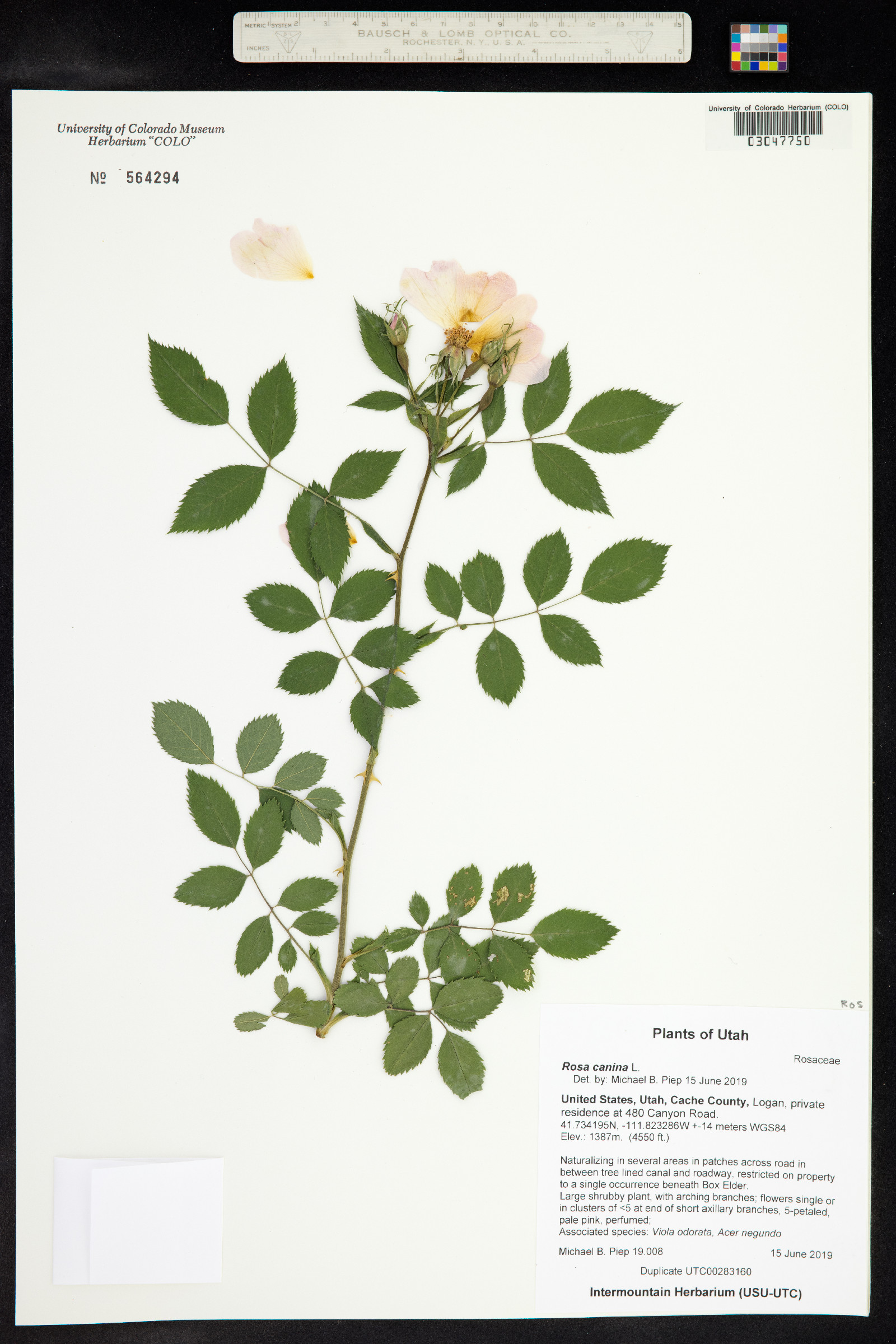 Rosa canina image