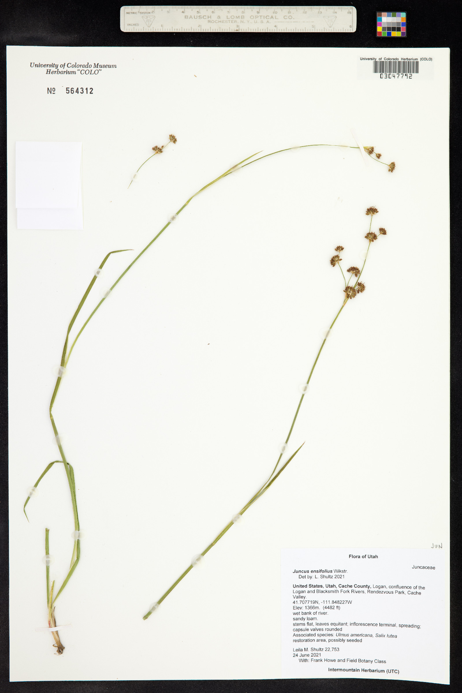 Juncus ensifolius image