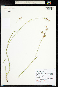 Juncus ensifolius image