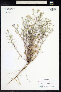 Machaeranthera canescens image