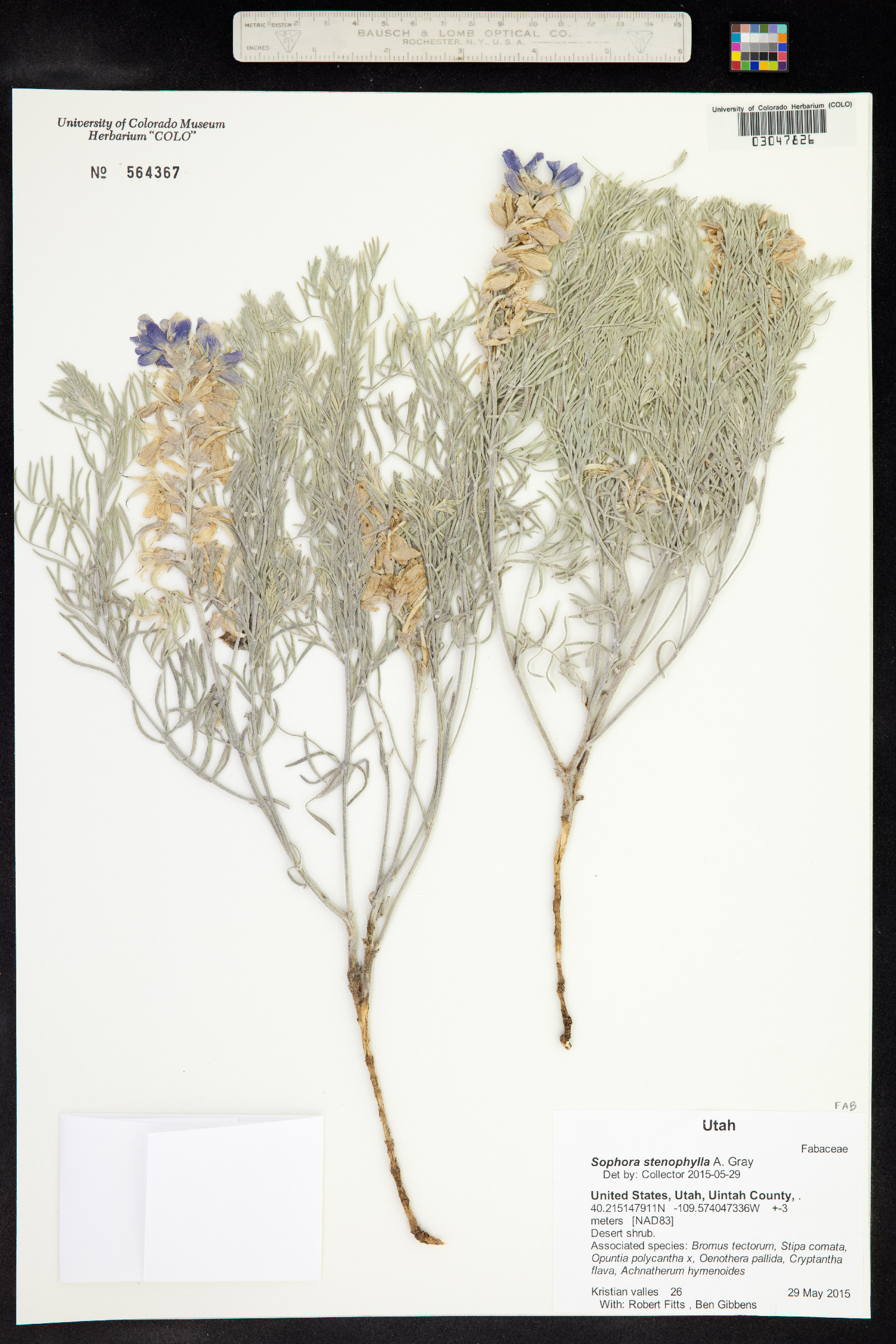 Sophora stenophylla image