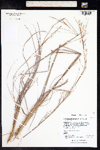 Schizachyrium scoparium image