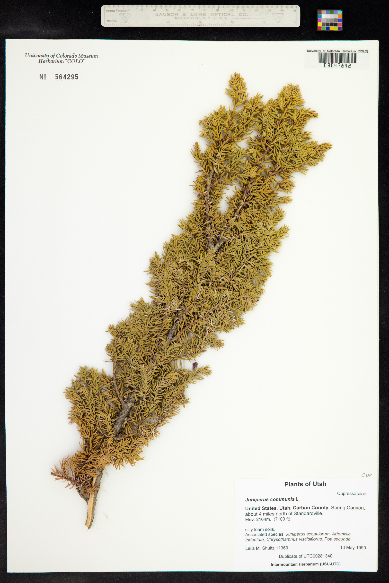 Juniperus image