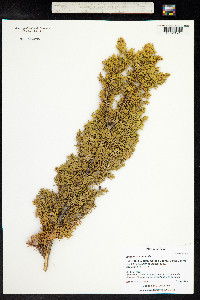 Juniperus communis image