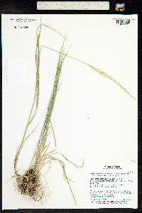 Elymus trachycaulus image