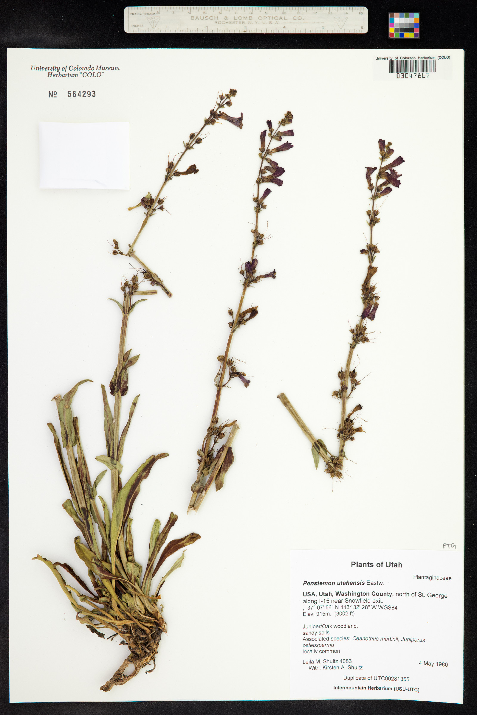Penstemon utahensis image