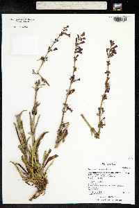 Penstemon utahensis image