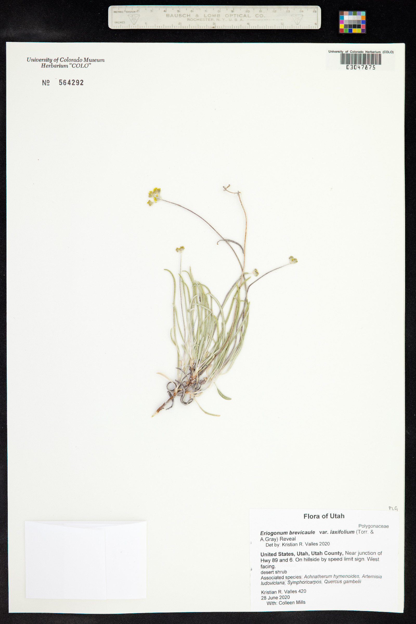 Eriogonum brevicaule image