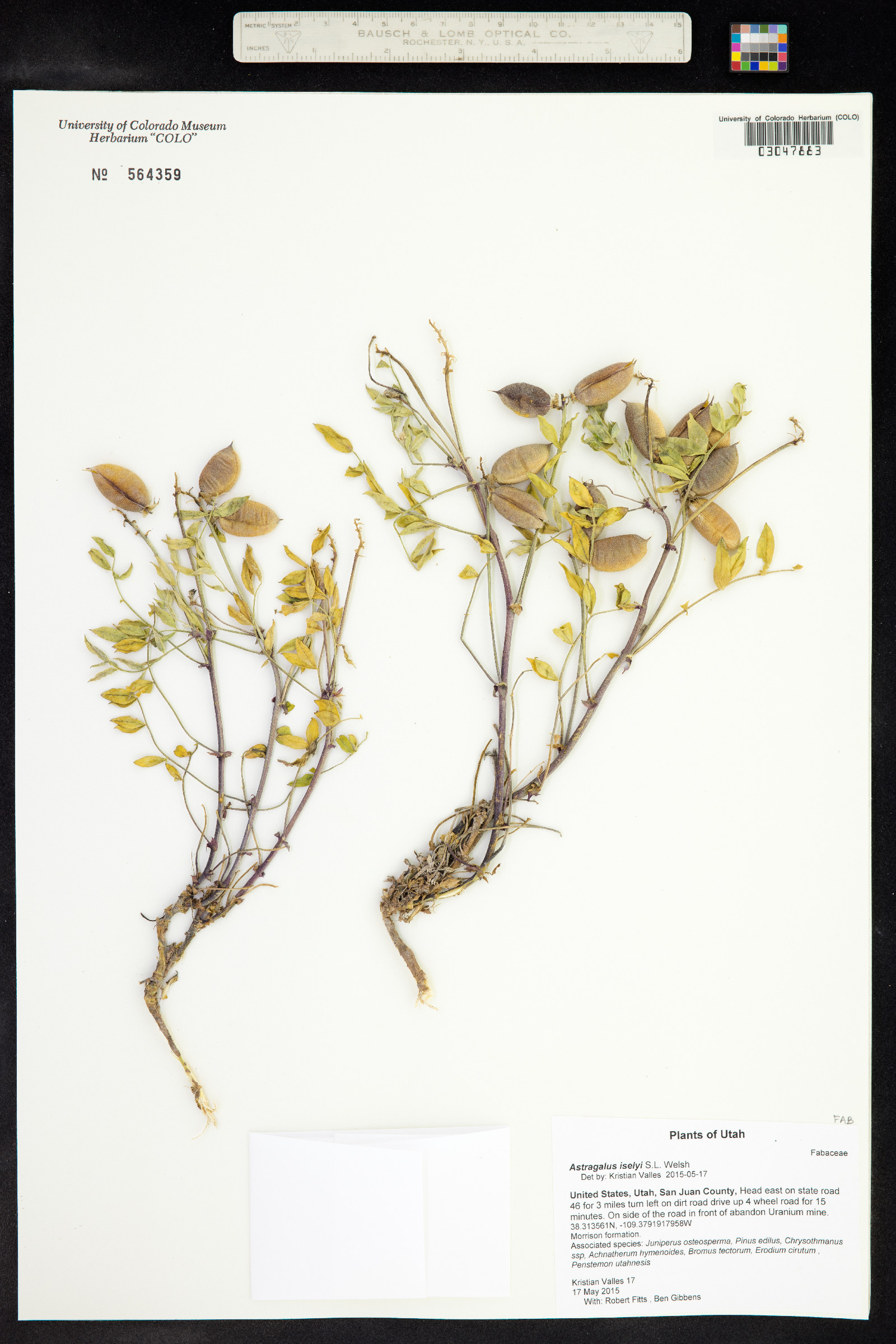 Astragalus iselyi image