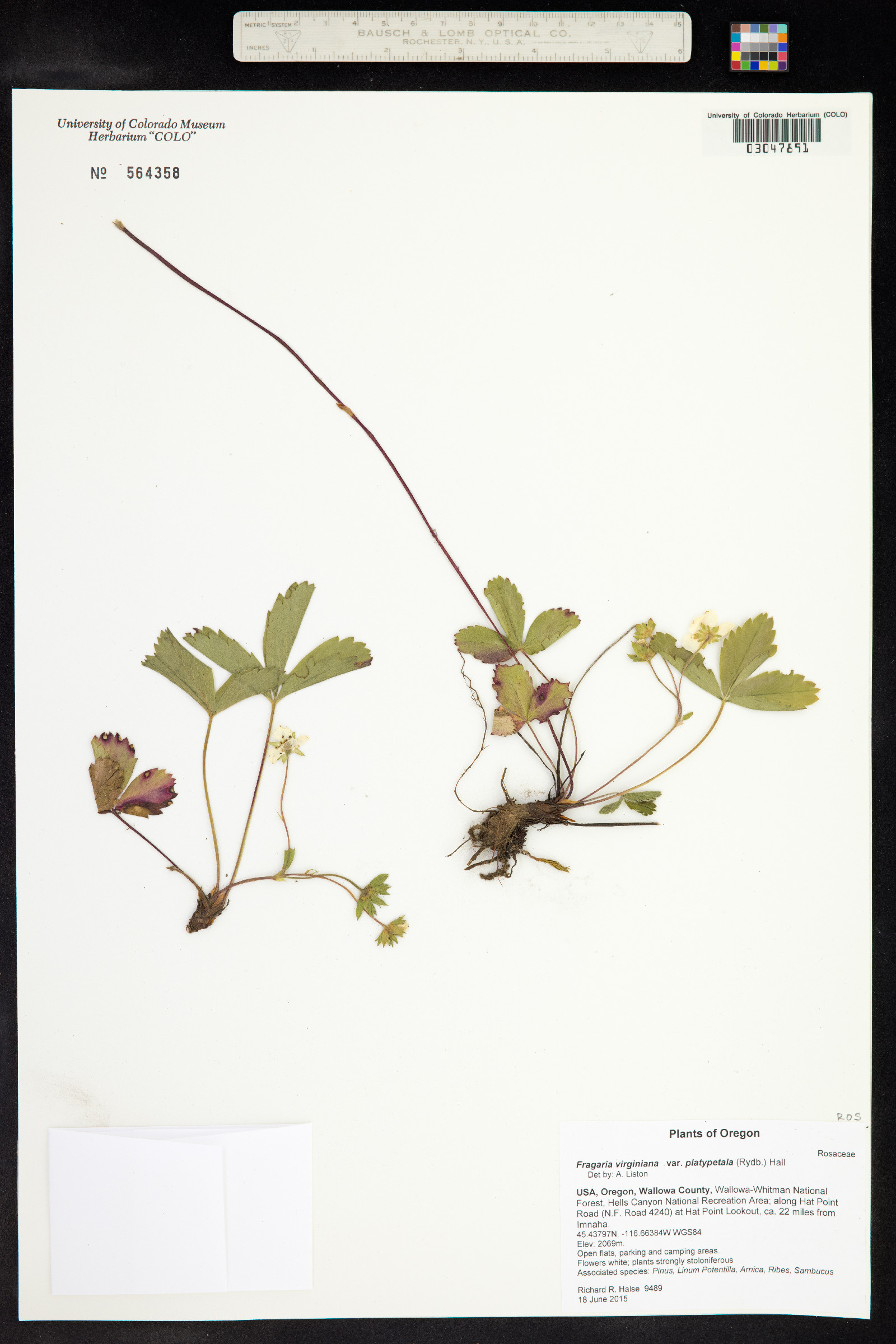 Fragaria virginiana image